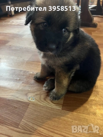 Продавам кучета, снимка 3 - За кучета - 53910381