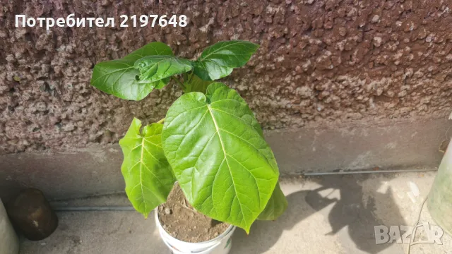 Семена от Тамарило ( доматено дърво), снимка 1