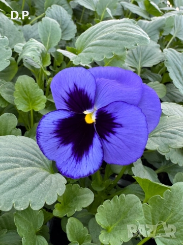 Продавам градинска едроцветна теменужка (ВИОЛА), снимка 1