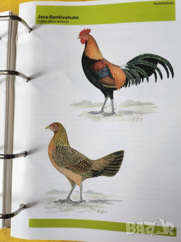 Декоративни птици - Немски стандарт (официален), цветен, над 300 вида описани, критерии за оценка..., снимка 5 - Енциклопедии, справочници - 52341558