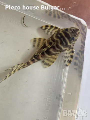 King Tiger Pleco L333, снимка 1 - Рибки - 46989958