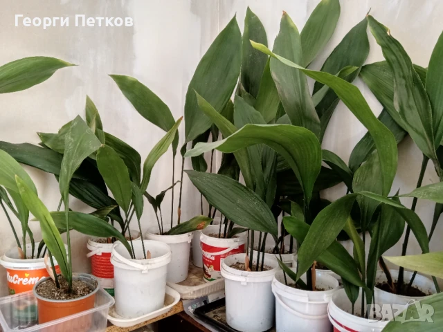 Семейно щастие (Аспидистра) с височина 40-50см.