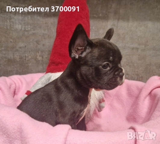 френски булдог 