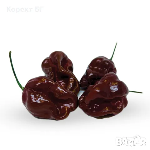 Чушка и семе от най-лютите сорт чушки в СВЕТА! Каролина Рийпър, Червено Хабанеро, Халапеньо , снимка 4 - Разсади - 49863001