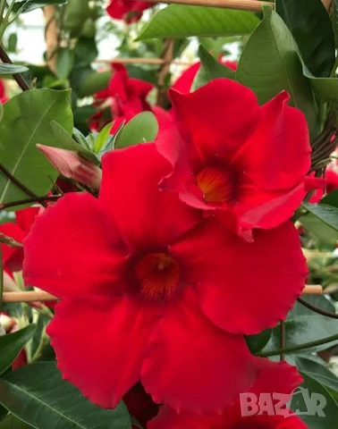 Дипладения,Мандевила 