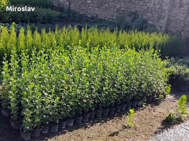 Хибискус Кичест 4 налични цвята, снимка 7 - Градински цветя и растения - 50890162