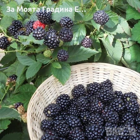 Къпина - Торнфрий, снимка 3 - Градински цветя и растения - 54031811