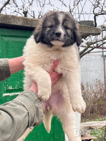 Продавам малки кученца