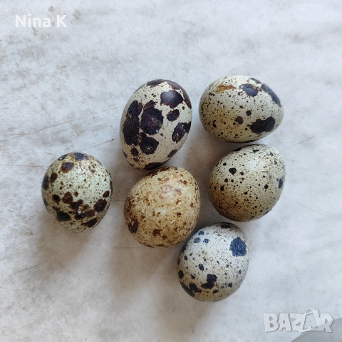 пъдпъдъчи яйца. 