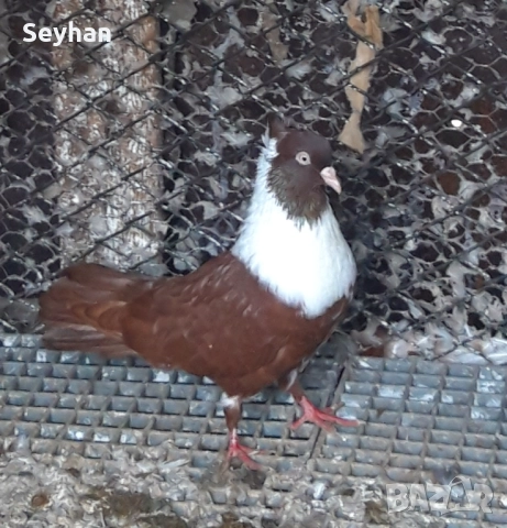 Чирпански гълъби , снимка 4 - Гълъби - 52613555