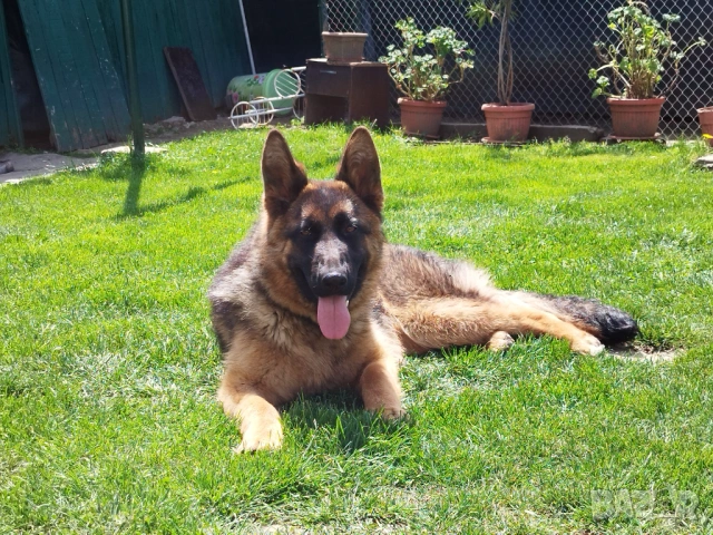 Търся немска овчарка , снимка 5 - Немска овчарка - 54282314