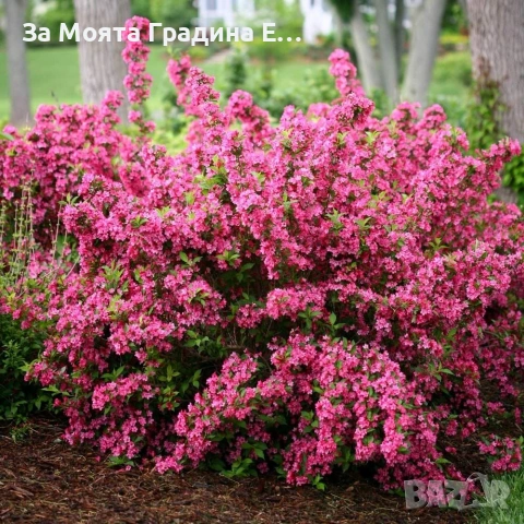 Вайгела 4 вида /цвята, снимка 10 - Градински цветя и растения - 53744272