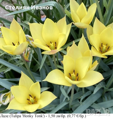 БОТАНИЧЕСКИ ЛАЛЕТА – ЛУКОВИЦИ, снимка 11 - Сортови семена и луковици - 52372825