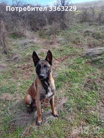 Продавам белгийски овчарки 