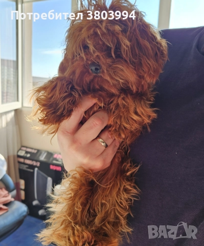 Червен тйи къп / той пудел момиченце на 7 месеца. , снимка 7 - Пудели - 52935122