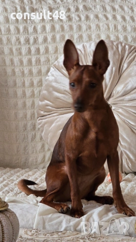 Продавам цверг пичнчер, снимка 4 - Пинчер - 54162714