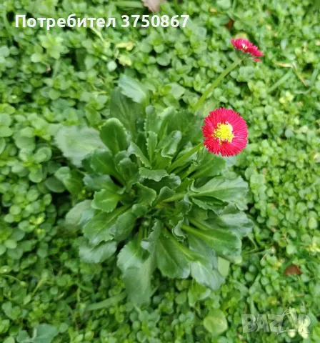 🌸💞🌸 Парички/Bellis 🌸💞🌸, снимка 5 - Градински цветя и растения - 48315254