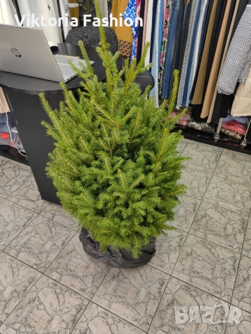 коледна елха в саксия-жива, снимка 4 - Градински цветя и растения - 52524694