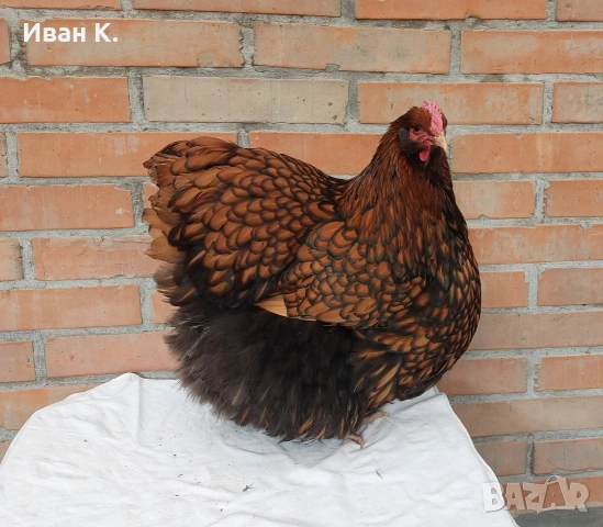 Продавам златно кантиран Орпингтон. , снимка 9 - Кокошки и пуйки - 53839165