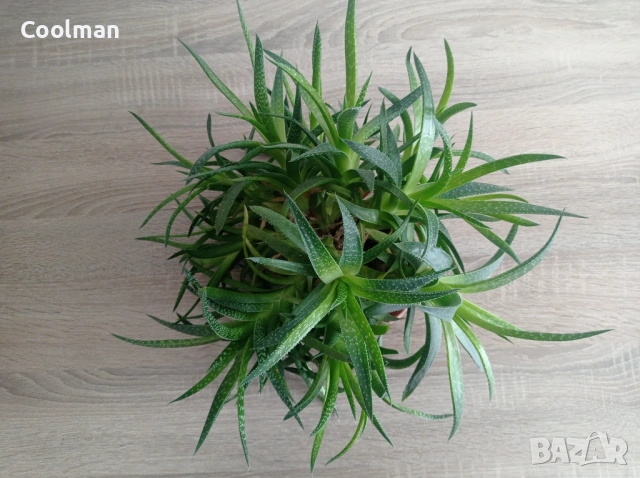 Сукуленти Алое Аристата, снимка 3 - Стайни растения - 54077156