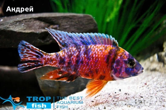 Аулонокара ОБ, снимка 3 - Рибки - 52747715