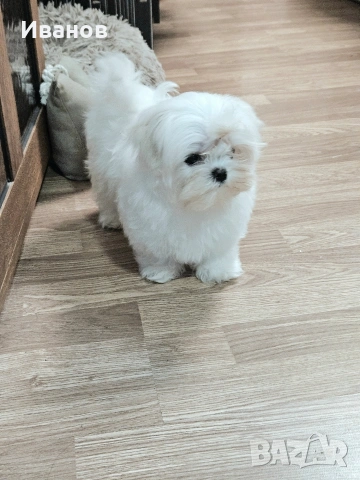 Малтийска болонка , снимка 8 - Болонка - 53599062