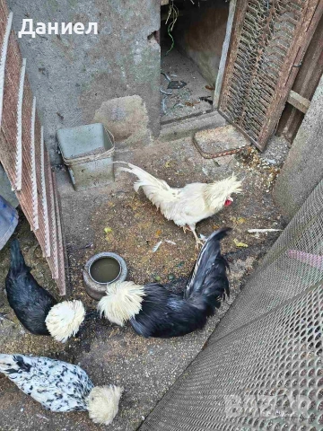 Холандска качулата (холандки)