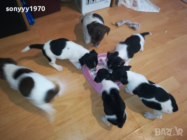 КУТРЕТА ДЖАК РЪСЕЛ 2009250434, снимка 6 - Джак ръсел териер - 51774625