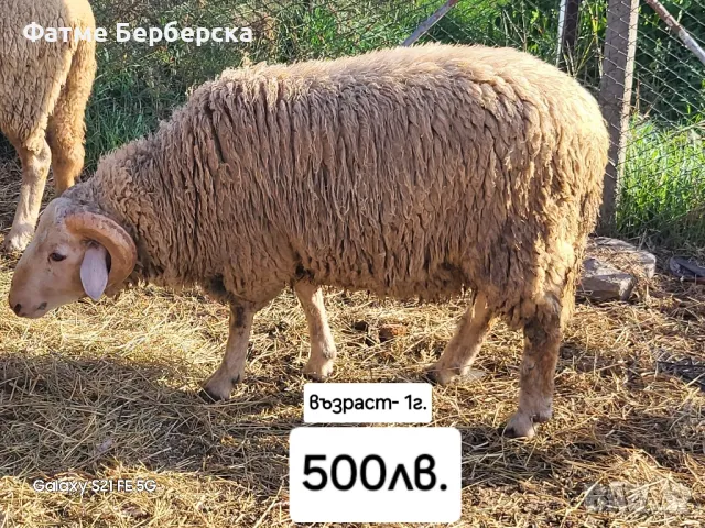 Продавам коч, снимка 1 - Овце - 47555098