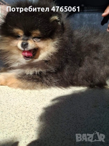 Померан момченце , снимка 10 - Померан - 54245988
