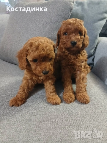 Продавам малки кученца той пудел 