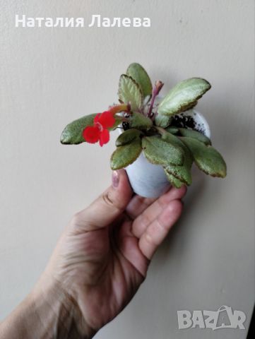 Еписция, episcia silver skies, снимка 4 - Стайни растения - 46581694