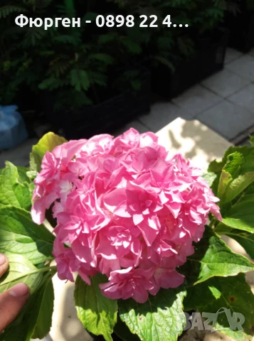 Хортензия Принцеса Даяна - Hydrangea princess Diana, снимка 2 - Разсади - 50962127