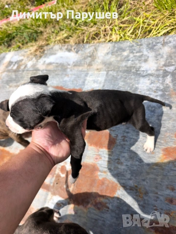 Малки потбулчета , снимка 5 - Питбул - 54251823