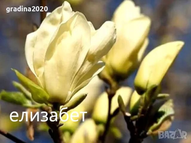 Магнолия - Magnolia НАЛИЧНИ 15 ВИДА Студоустoйчиви, снимка 16 - Градински цветя и растения - 28046229