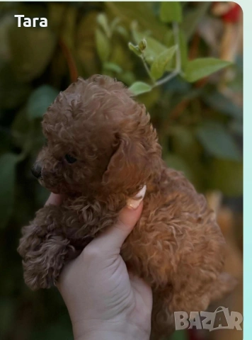 Малки пуделчета той, снимка 4 - Пудели - 53853859