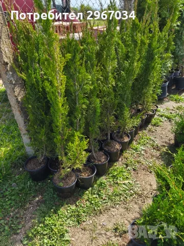 китайска дървовидна хвойна спартан