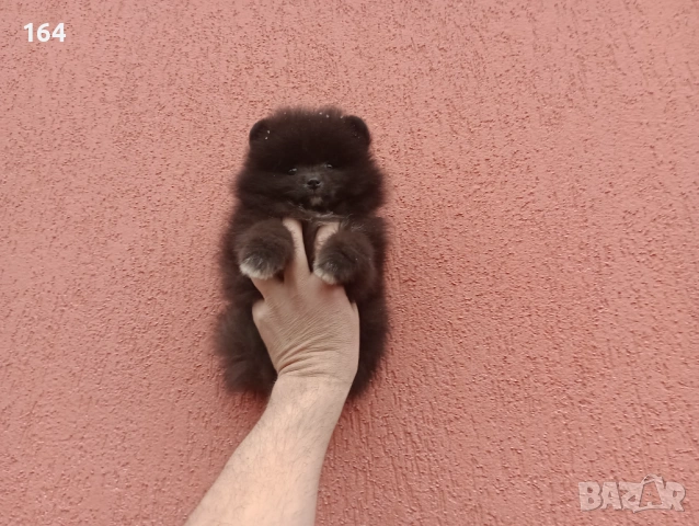 Мъжки Померан. Реални снимки от 01.02.26 г. , снимка 4 - Померан - 53316013