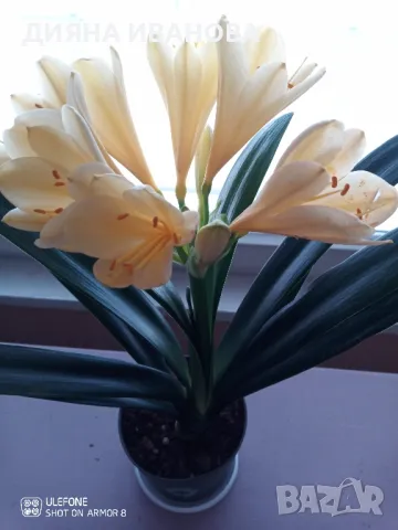 ЖЪЛТА КЛИВИЯ, АЛОЕ ARBORESCENS И АЛОЕ BARBADENSIS., снимка 3 - Стайни растения - 49868477