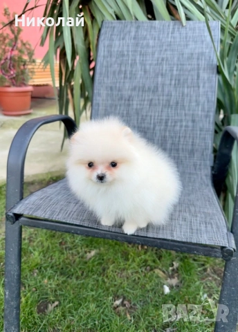 Померан мини момиче със втора ваксина, снимка 3 - Померан - 52931005