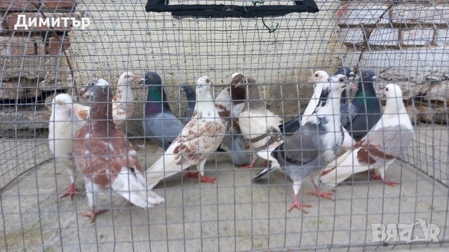 Продавам гълъби Пощенски  , снимка 2 - Гълъби - 53144100