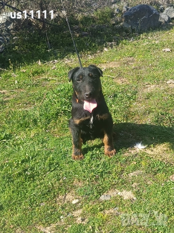 елитен ягдтериер с родословие 4 месеца , снимка 2 - Ягдтериер - 53757461