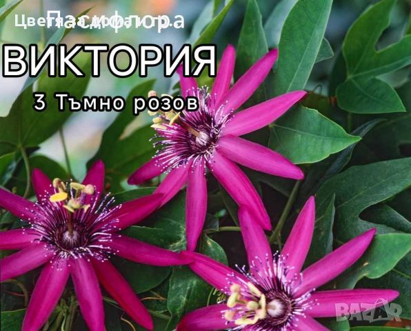 Пасифлора (Passiflora), снимка 6 - Разсади - 46802081