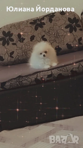 Мини померан, мъжки на три месеца със всички ваксини.