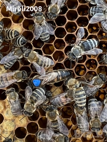Пчелни майки и отводки, снимка 2 - За пчели - 52980496