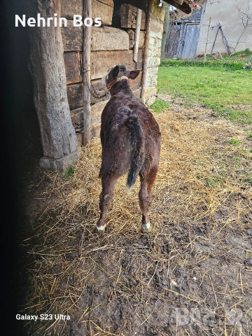 na 3 mesetsa jensko abardin, снимка 5 - Крави - 53941752