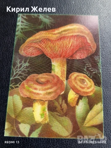 Старо календарче серия диви гъби за КОЛЕКЦИЯ ДЕКОРАЦИЯ 24889