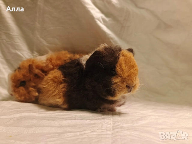 Морски свинчета , снимка 4 - Морски свинчета - 54080769