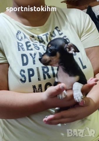 Мини пинчер мъжки, снимка 1