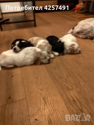 Продавам малки кученца епаньол бретон шпаньол, снимка 6 - Други - 52855443